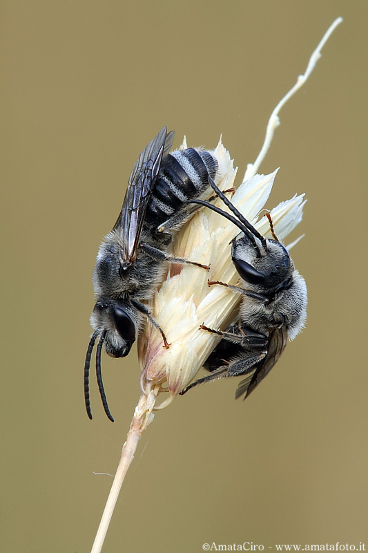 Coppia di imenotteri