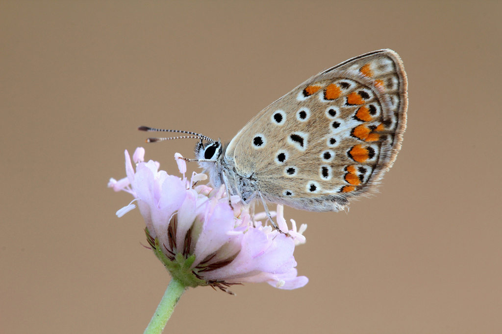 ...Piccola Vanitosa...!!!