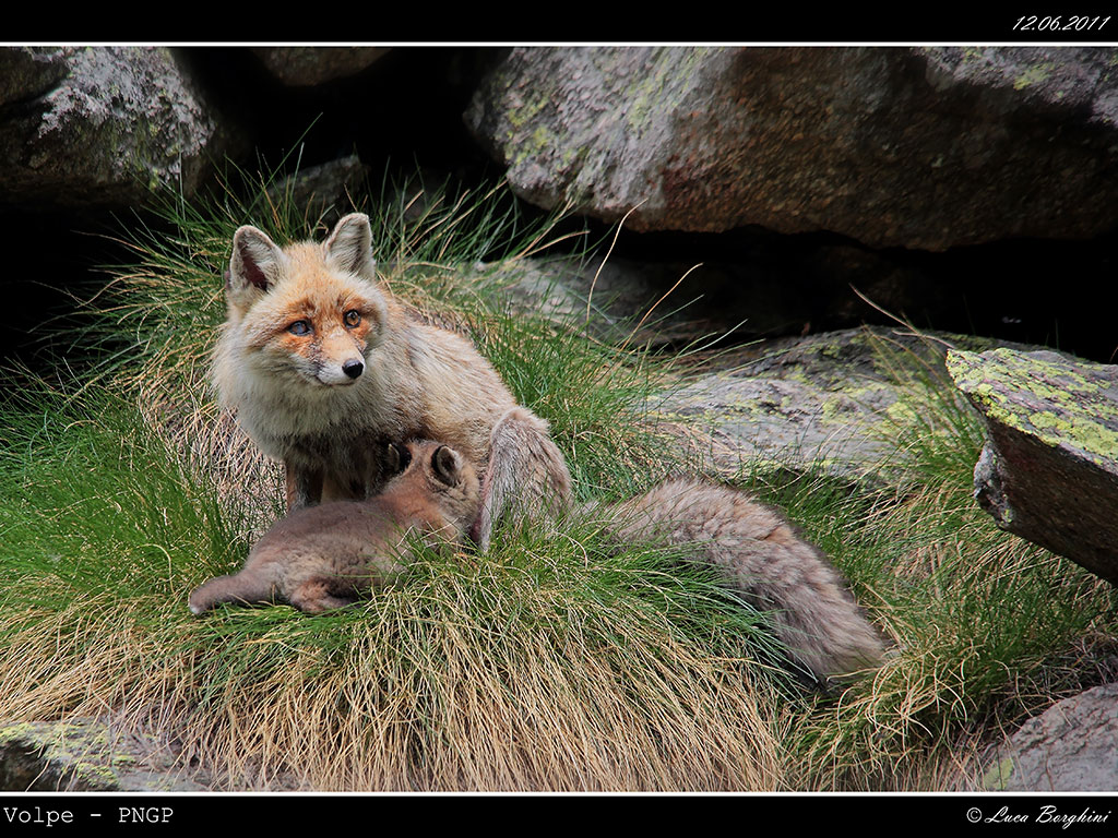 Volpe # 6 - allattamento