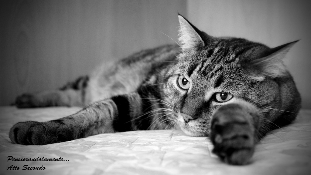 Pensierandolamente...Atto secondo