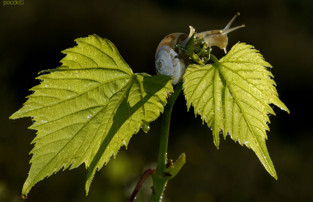 controluce:chiocciolina su foglie