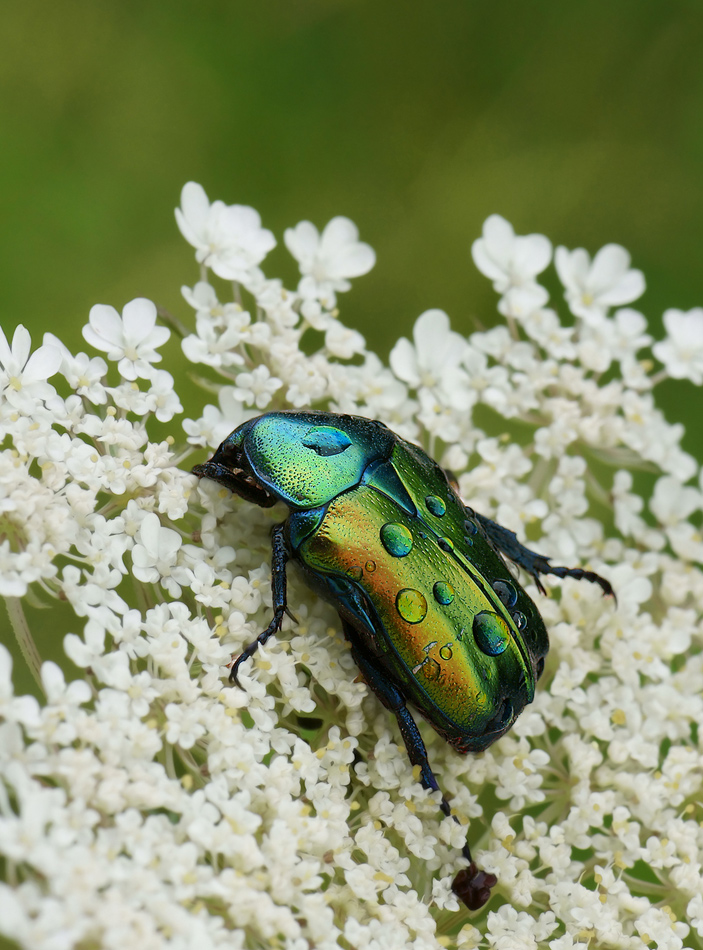 Cetonia aurata