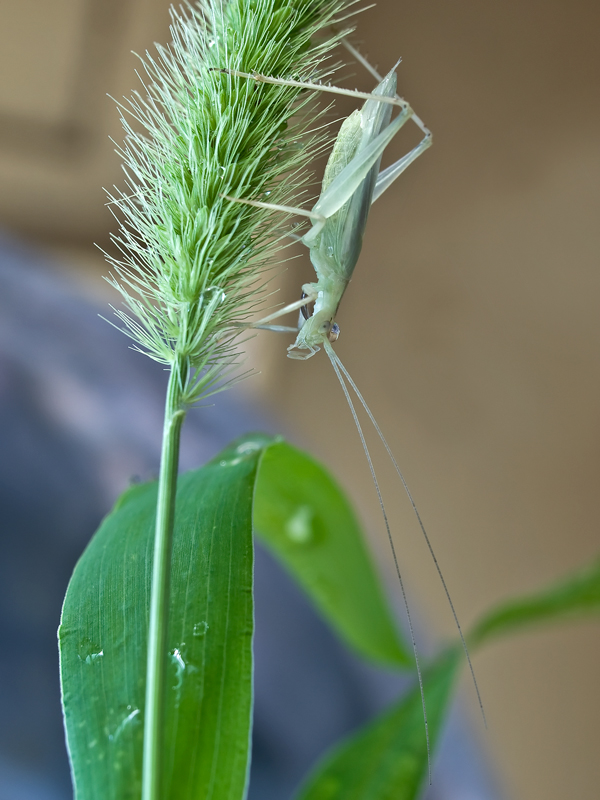 quasi..trasparente...