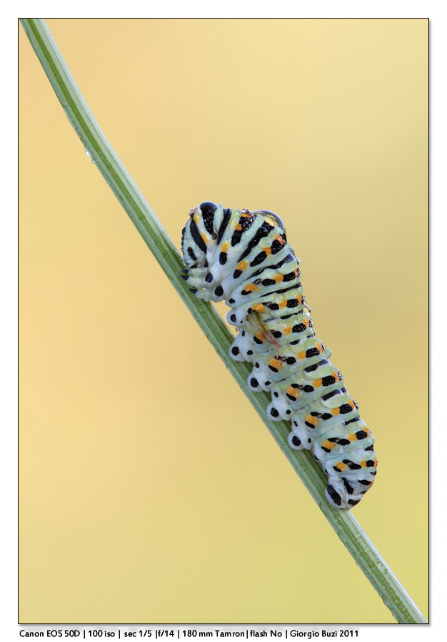 Bruco di Papilio Machaon