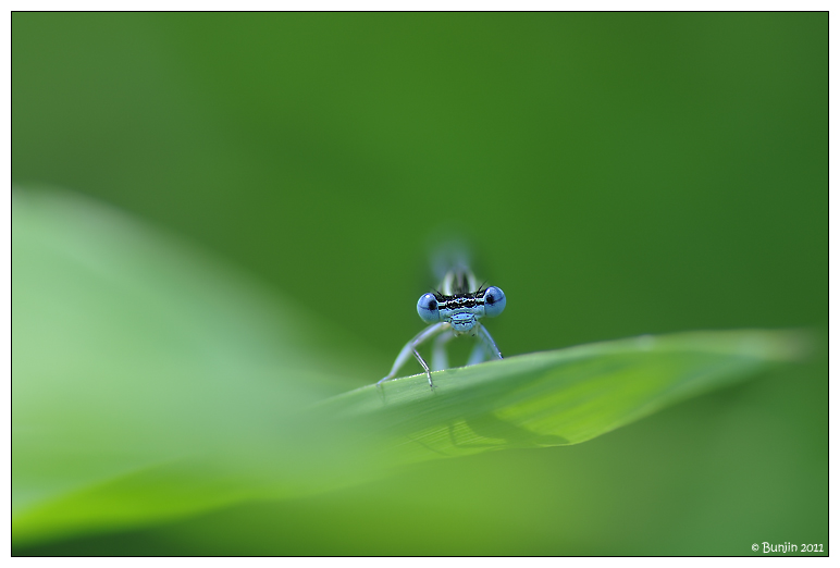 Lisa dagli occhi bl�