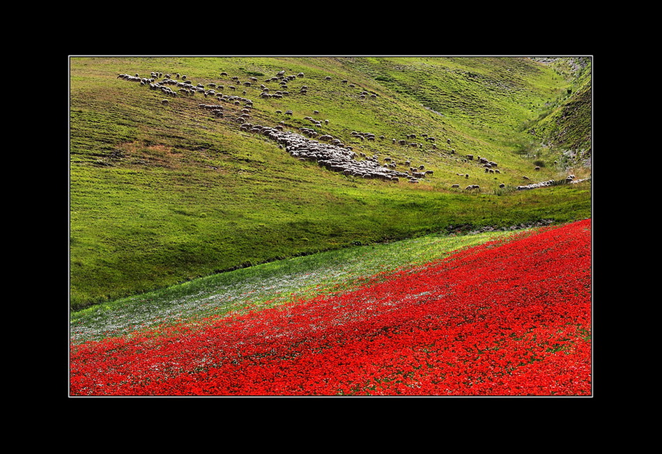 Papaveri...e Pecore
