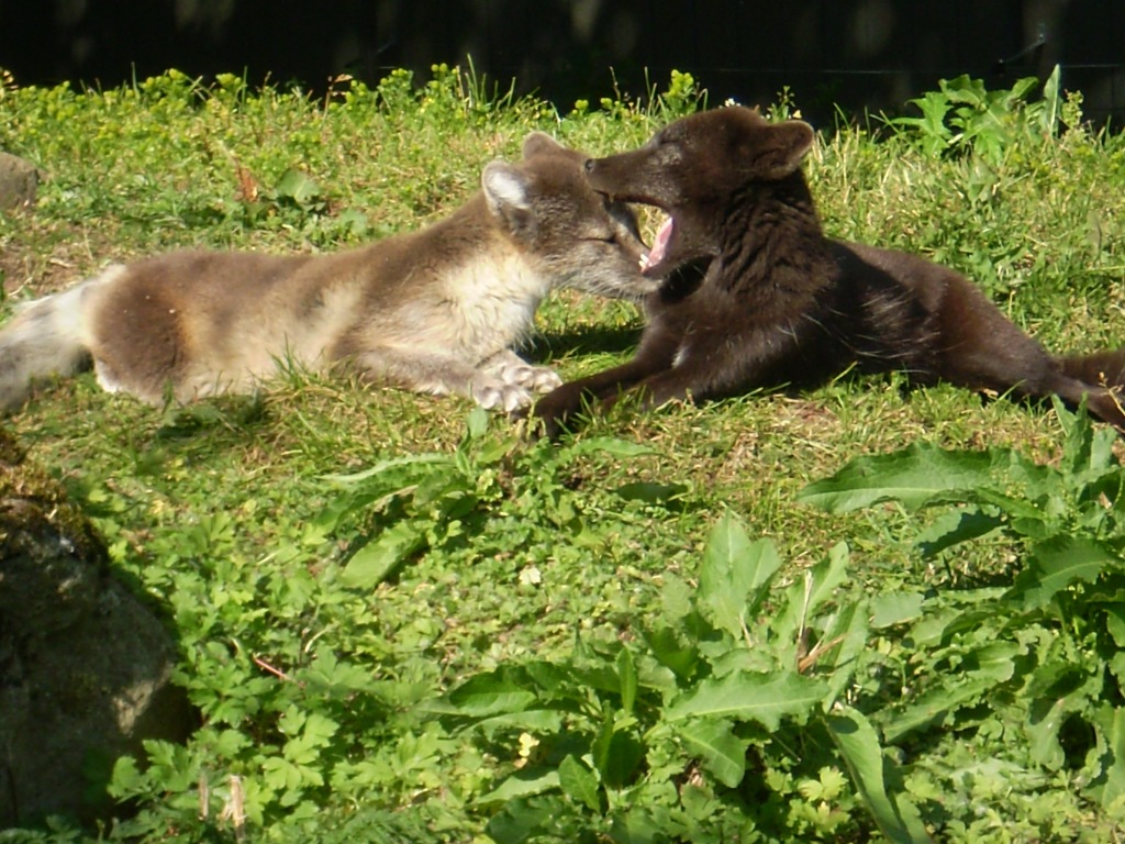 Coccole tra volpi artiche