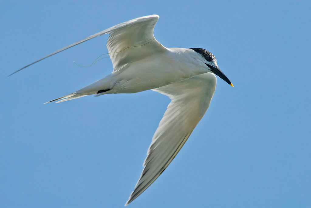 Beccapesci (Sterna sandvicensis)