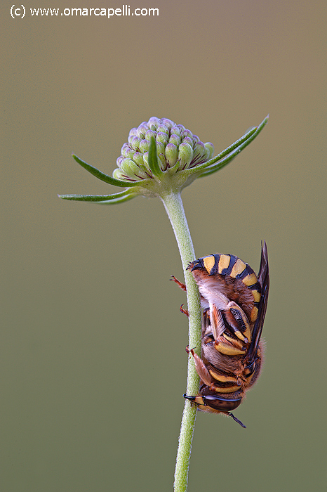 La bella addormentata
