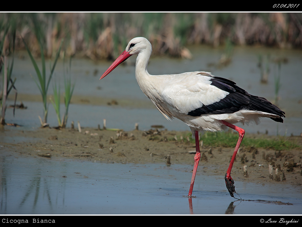Cicogna Bianca # 3