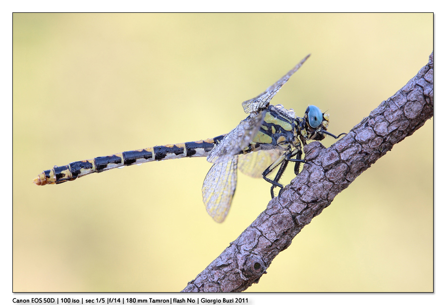 Onychogomphus uncatus