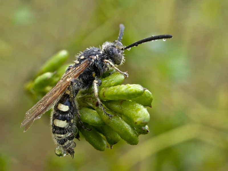 imenottero...bagnato