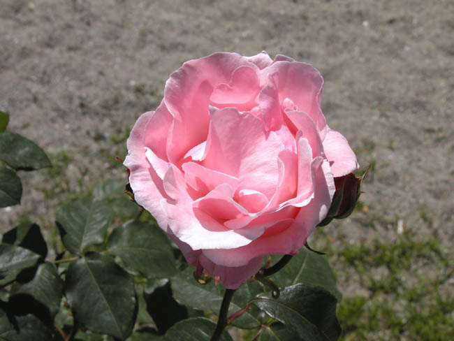 Rosa