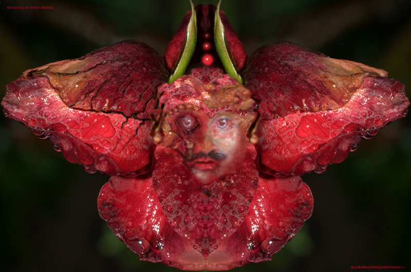 BOCCIOLI DI ROSA ROSSA