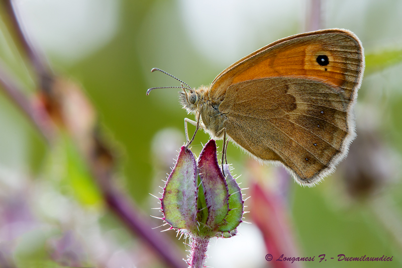 Coenonympha pamphilus (Linnaeus, 1758) - Nymphalidae Satyrinae