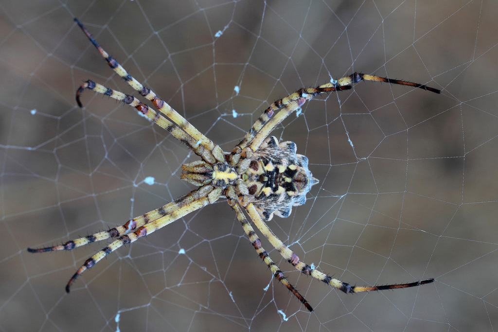 ...Bello Tosto...!!!