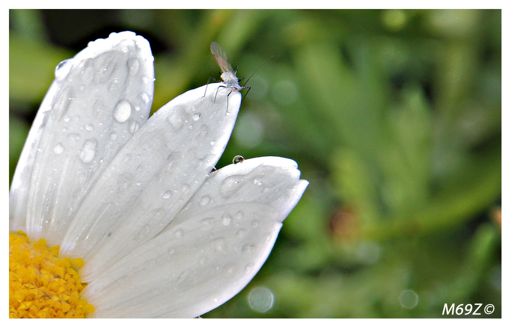 Margherita con ospite