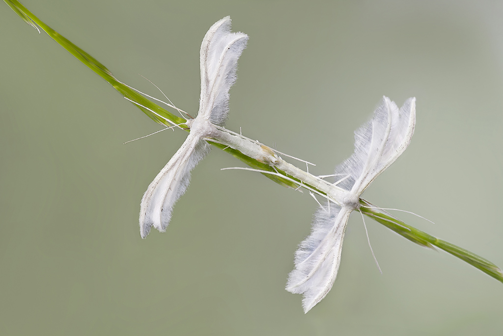 Piccole falene in amore