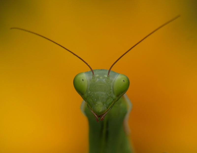 Mantis