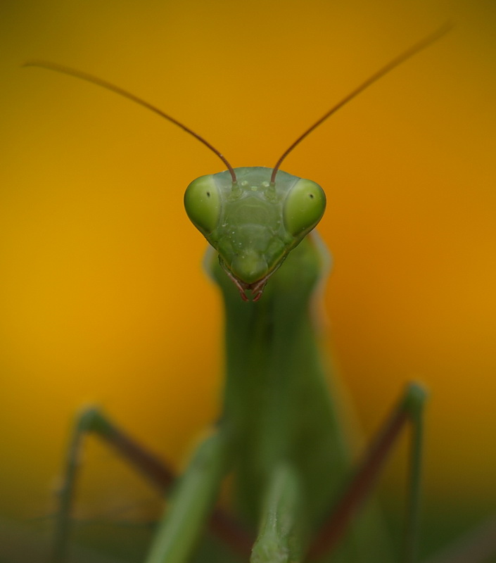 Mantis