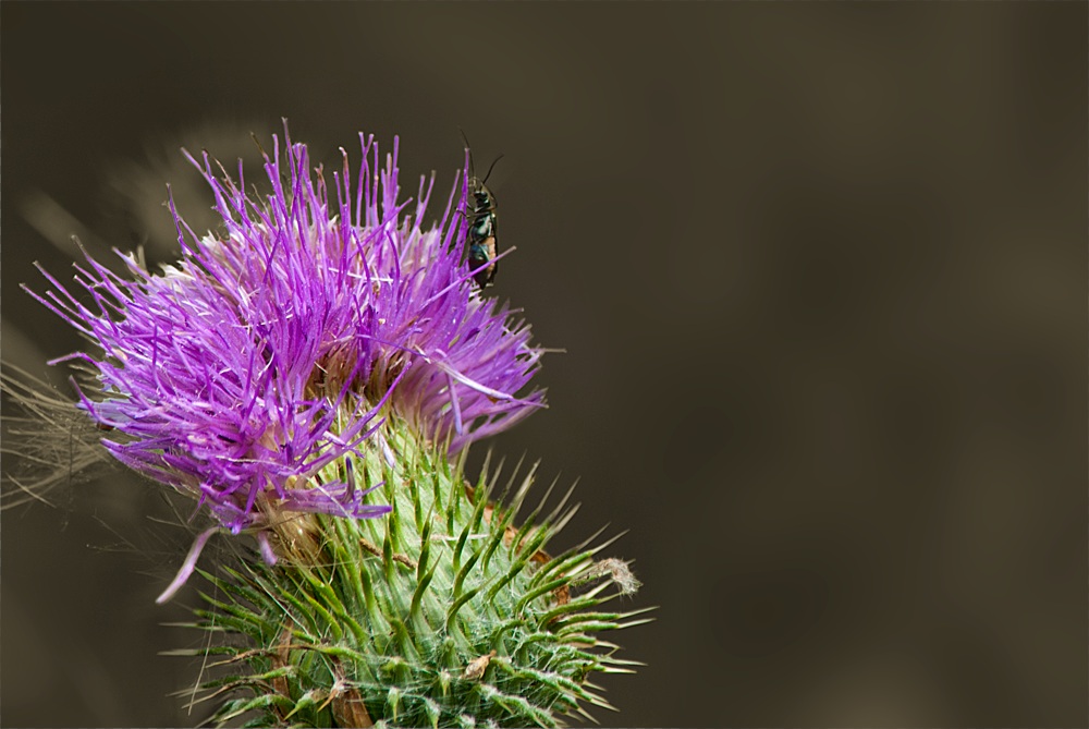 cardo con grillo