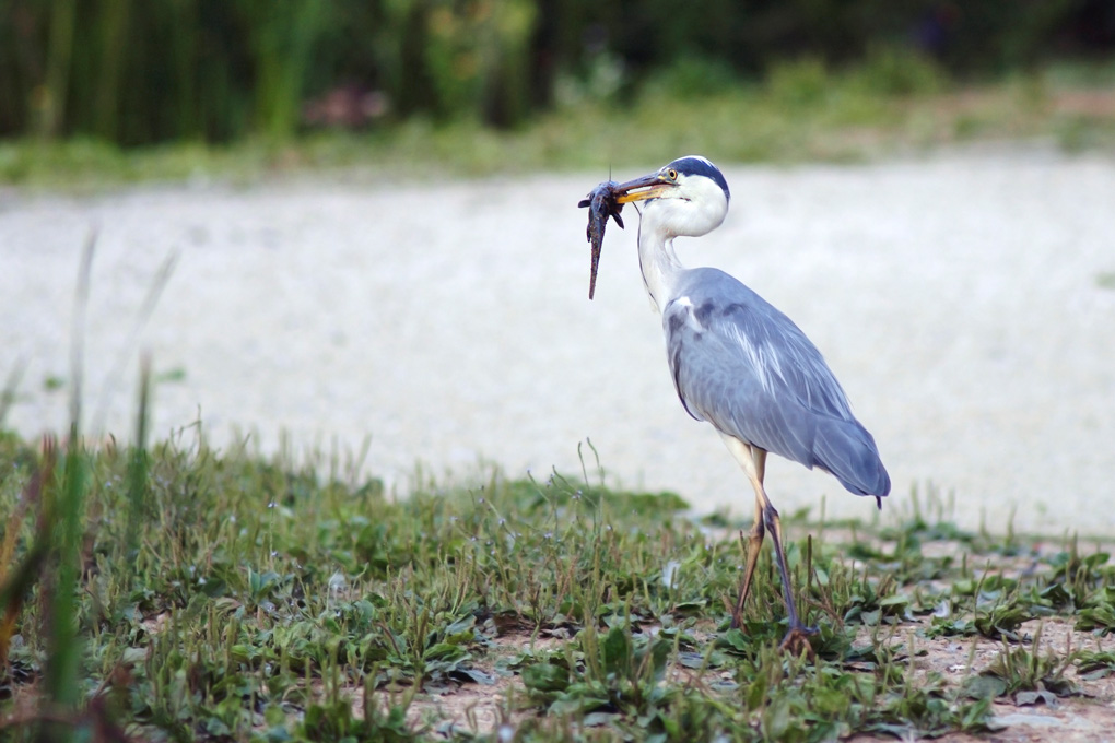 a spasso con la preda