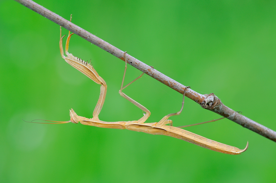 Mantis religiosa