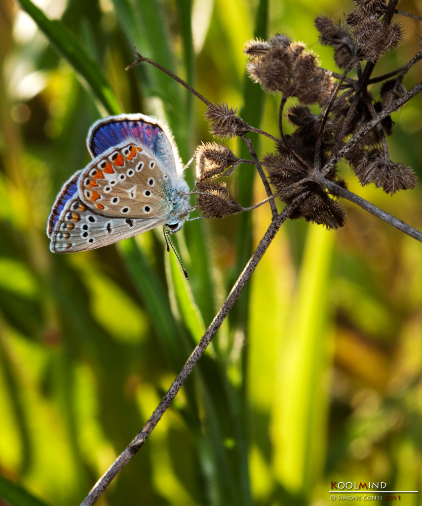 Aricia Agestis nell'erba alta