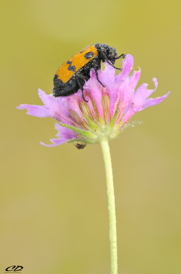 cryptocephalus violaceus.