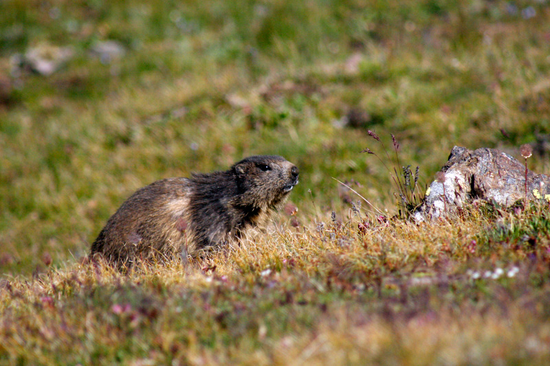 Marmotta