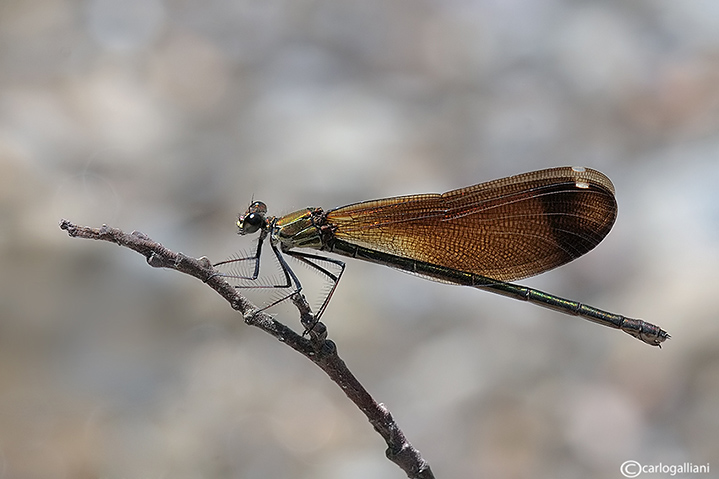 Calopteryx haemmorrhoidalis
