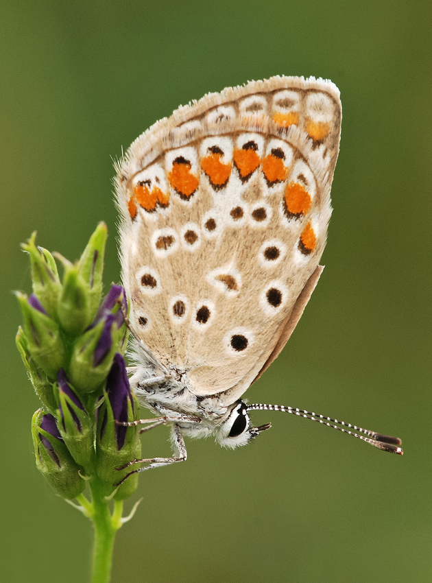Licenide in verticale