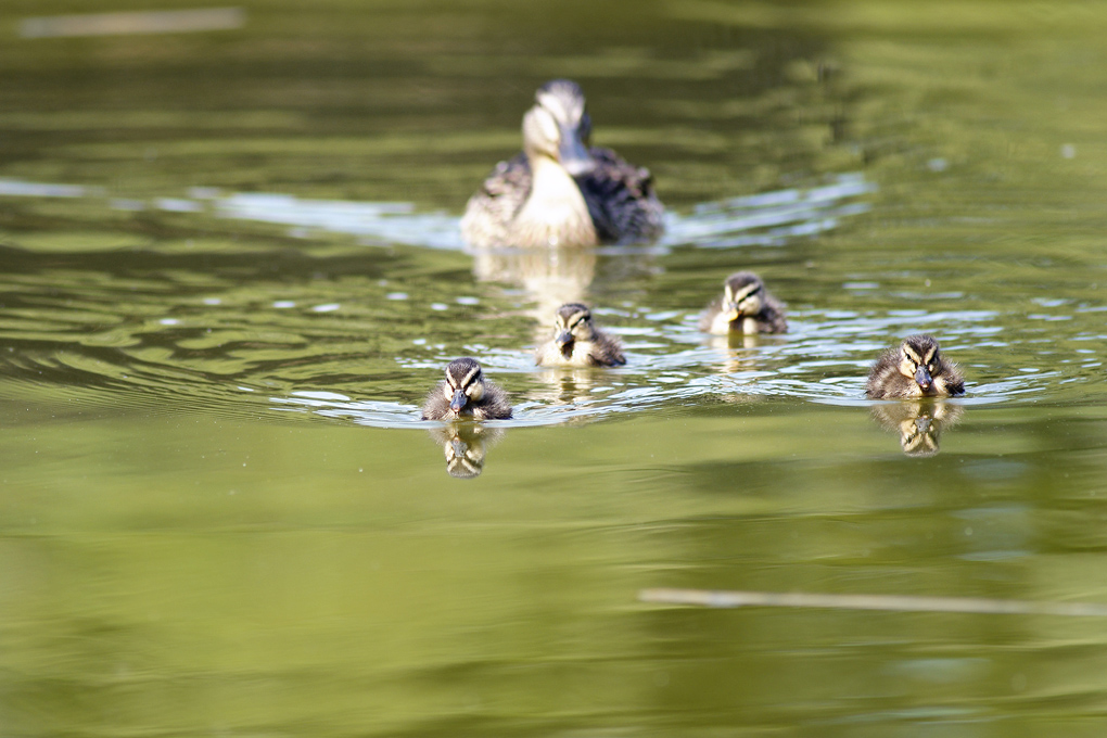 A spasso  con la mamma