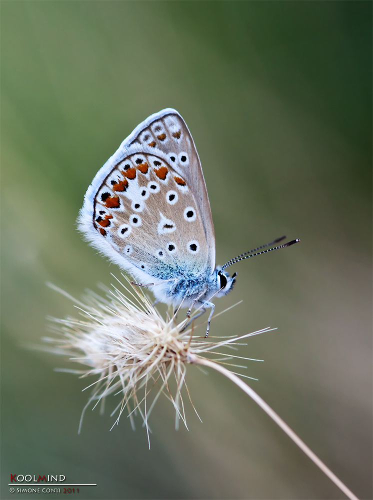 Farfallina, ma speravo meglio