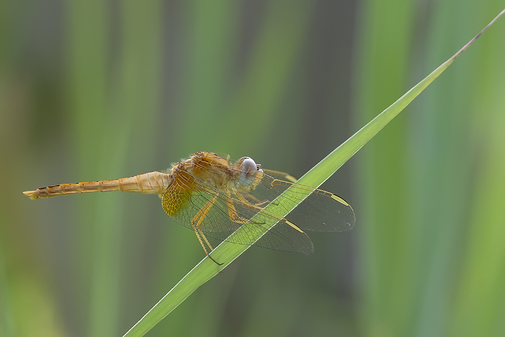 Crocothemis erythraea nel suo habitat