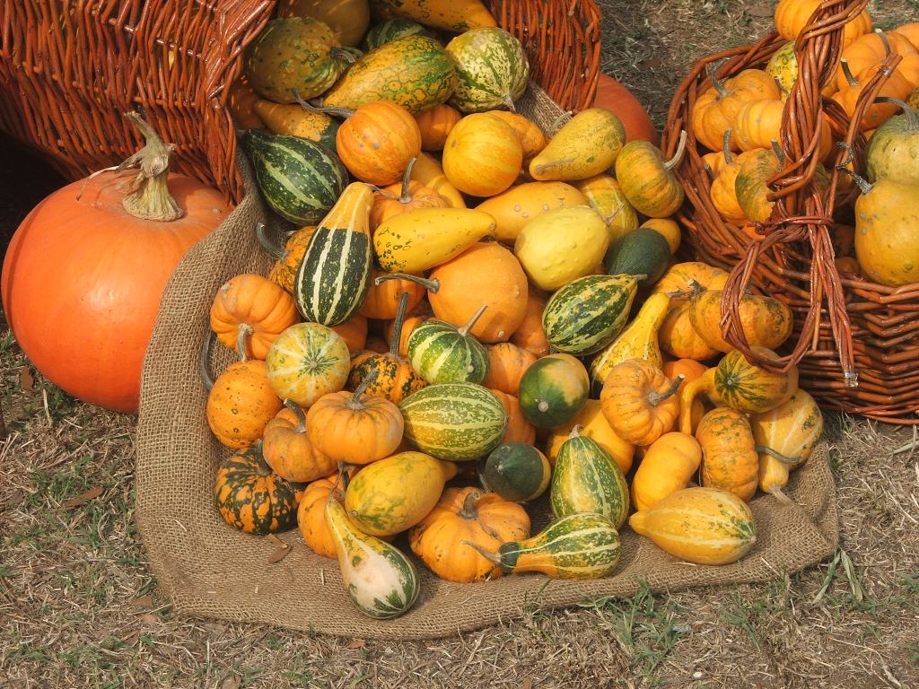 zucche, zucchine e zuccone!