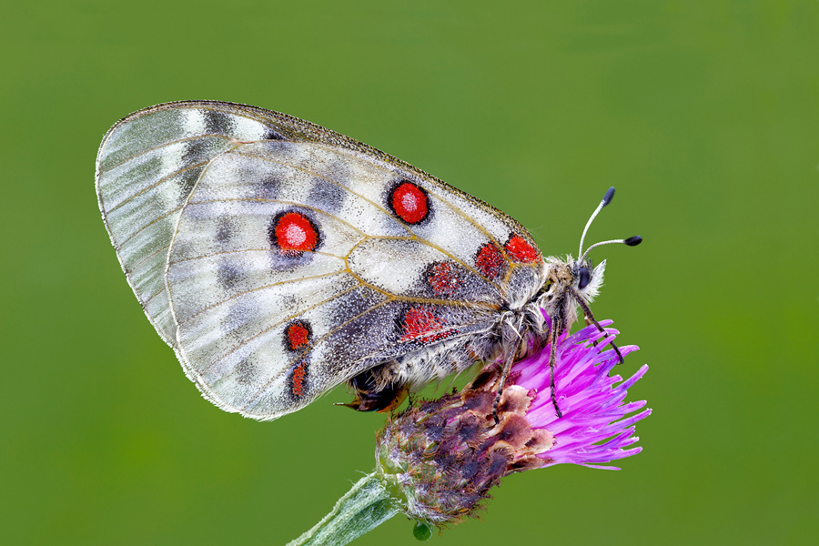 Parnassius Apollo