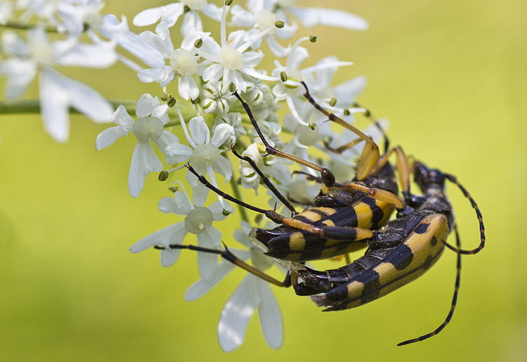 Strangalie maculate in love