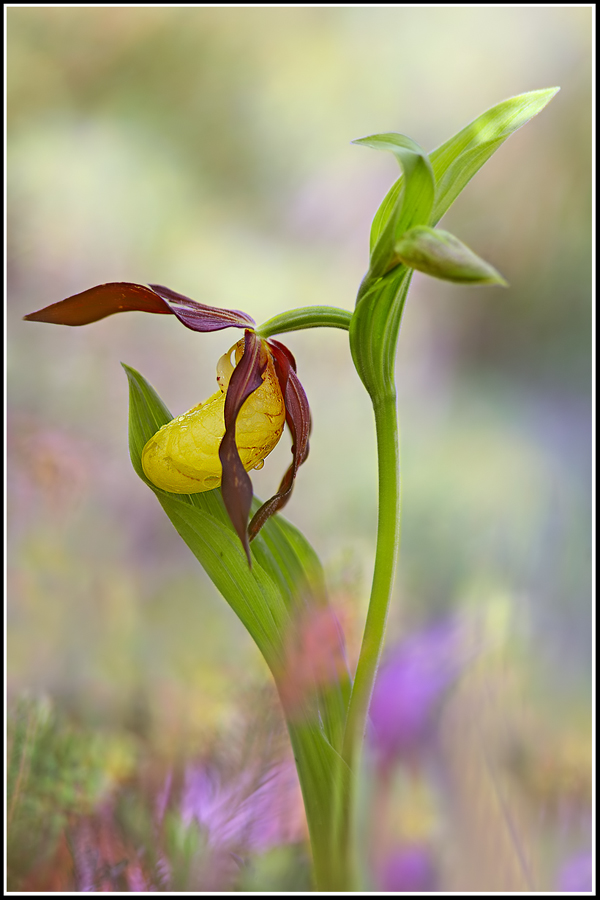 Scarpetta della Madonna