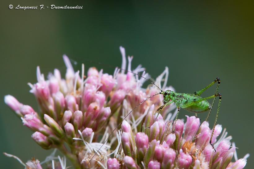 Phaneroptera - nana.