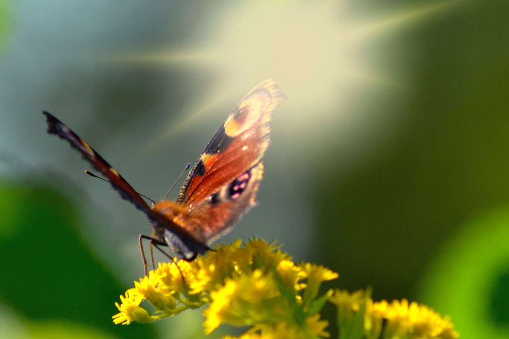 Primo sole del mattino