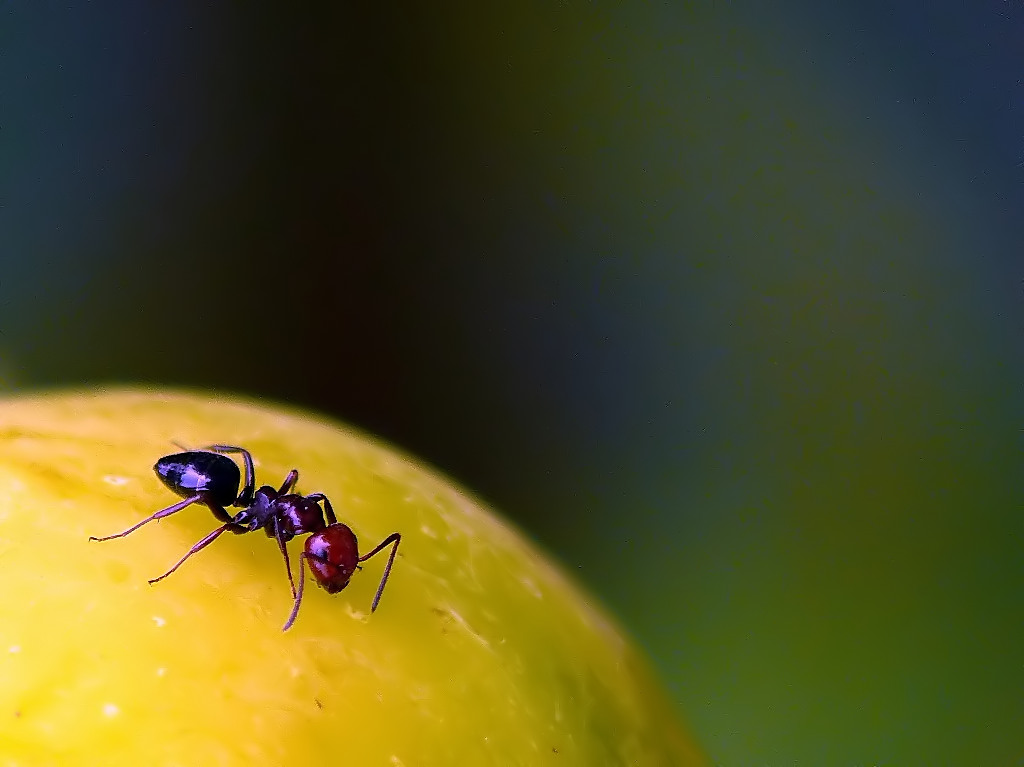 Sul tetto del mondo!!!