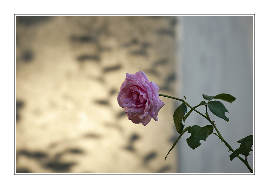 Le foglie da accarezzare...