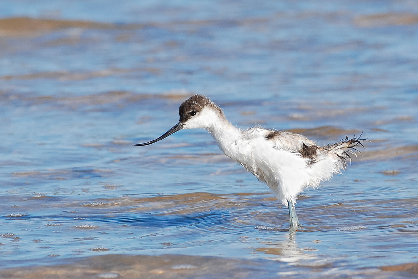 Avocetta