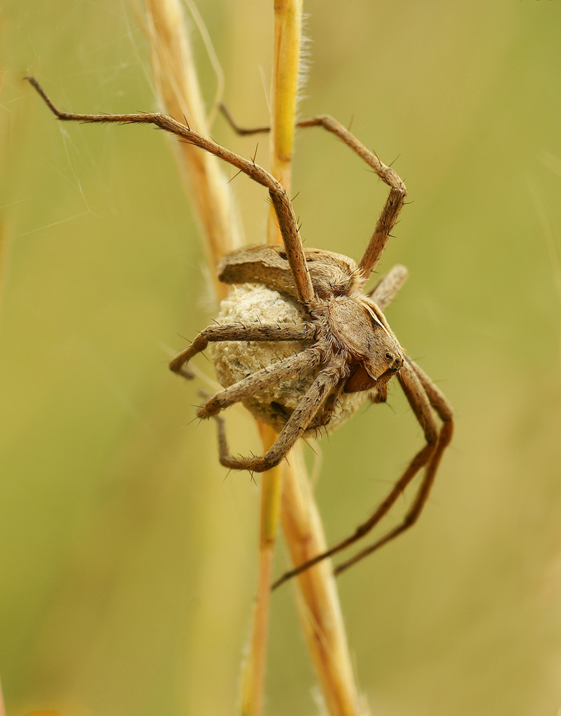 Pisauride pisaura con uova