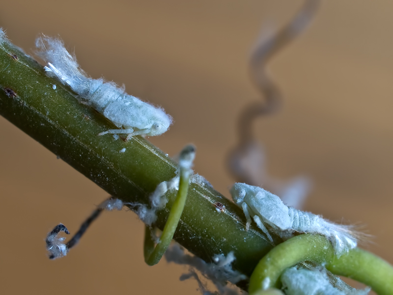 ..neonati....di Mectalfa Pruinosa