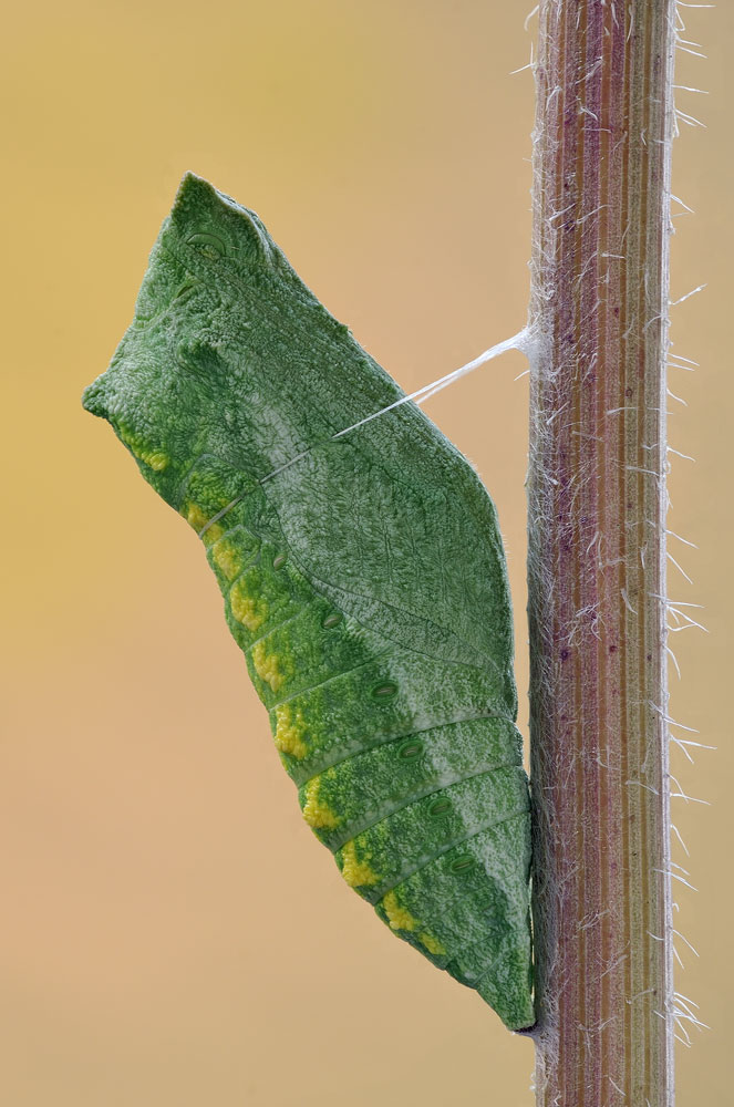 Papilio machaon
