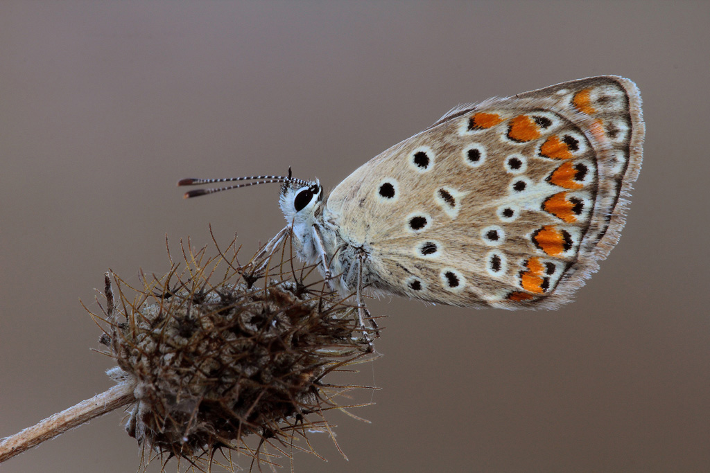 ...E' Sempre Un Piacere...!!!