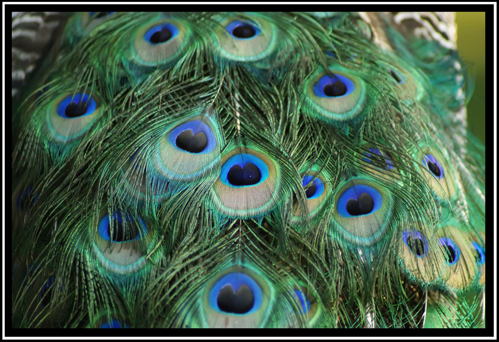 Particolare di pavone