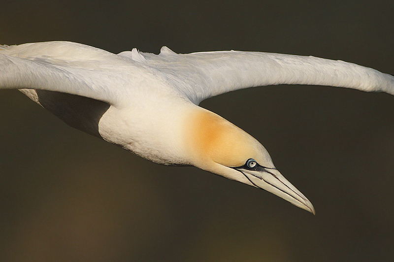 RITRATTO AL VOLO........